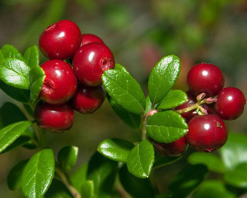 Lingonberry leaf extract