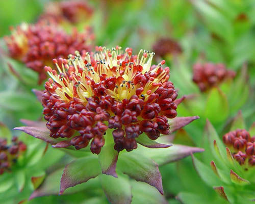 Rhodiola extract. Dry extracts.